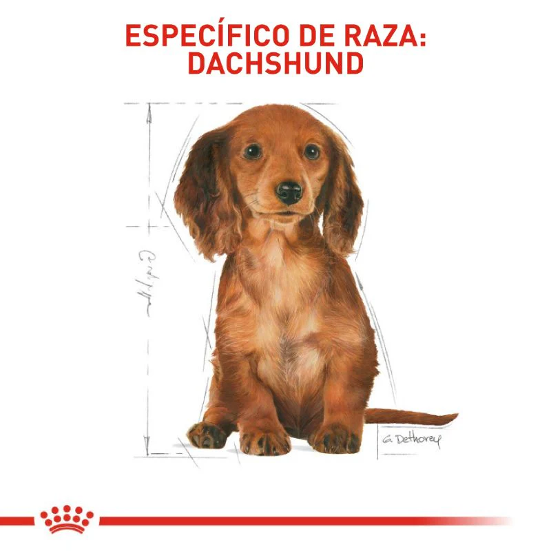 Alimento Para Perro Royal Canin Dachshund Puppy - Image 3